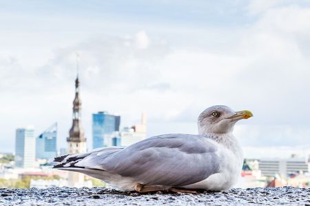 Private Custom Walking Tour with Local Guide in Tallinn