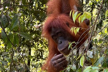 Bukit lawang 2 Day 1 Night with camping 