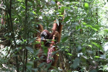 Bukit Lawang Full Day Jungle Trek