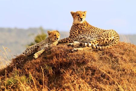 3 Days 2 Nights Masai Mara Joining Safari From Nairobi