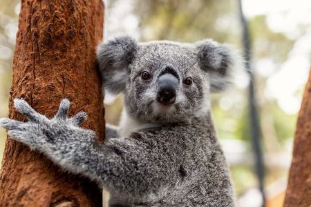 Sydney Taronga Zoo's Aussie Backyard Adventure Tour