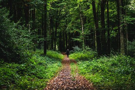 Courtown Woodland Guided Tour