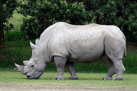Tala Game Reserve and Natal Lion Park Half Day Tour from Durban