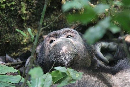 2 days Chimpanzee Tracking and Canopy Walk Nyungwe