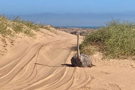 Sandwich Harbour 4WD Morning Half Day Guided Tour from Walvis Bay