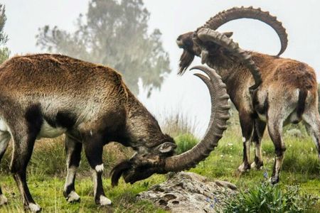 3 Days Trekking Simien Mountains Tours