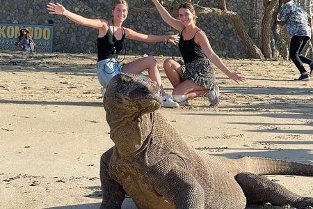 Explore Komodo and Swim with Whale Sharks