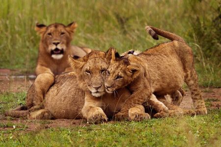 Day Trip Private Safari in Akagera Park with hotel pickup