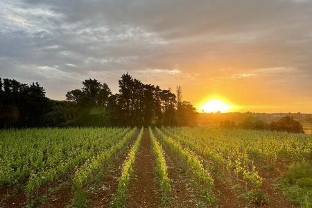 Historical Cellar Visit and Wine Tasting in Salento