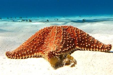 The Cozumel Turtle Sanctuary Snorkel Tour