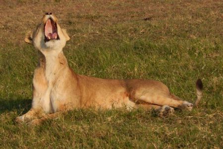 Private 3-Days of wildlife Safari exploring Uganda