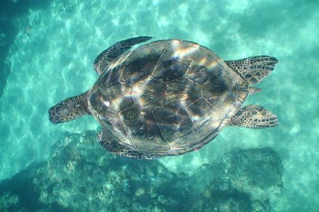 2-Hour Snorkeling Adventure in Kauai