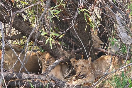 Full Day Safari from Johannesburg - Pilanesberg Nature Reserve