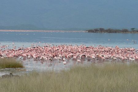 8-Day Private Safari Tour in Nairobi Kenya