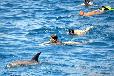 Dolphin House Snorkeling Excursion in Hurghada