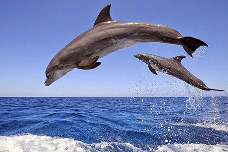 Dolphin House Snorkeling Fun in Hurghada