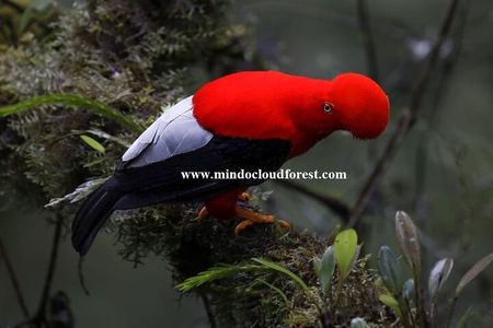 Ecuador Birds Tour & Mindo Cloud Forest - by Richard Hernandez