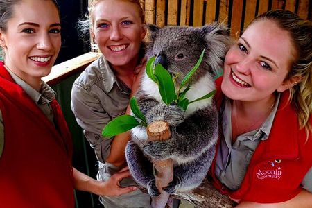 Shore Excursion Melbourne, Sights, Kangaroos, Koalas Lunch & Wine