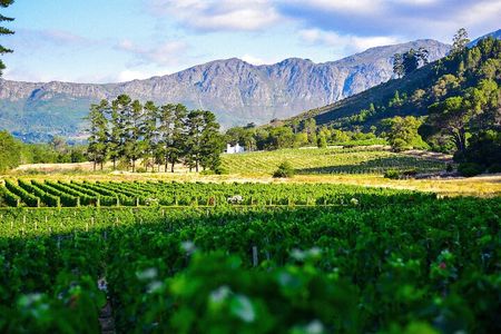 Cape Winelands shared day tour from Cape Town to Stellenbosch and Franschhoek