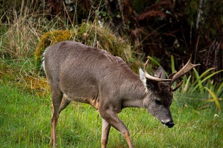 Private Tour Deer in the Chingaza Páramo and Suasie Trail