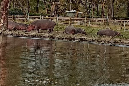 Private Day tour to Hell's Gate National Park and Lake Naivasha 