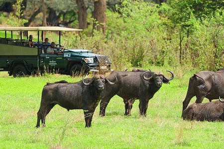  Morning or Afternoon Game Drive In Victoria Falls, Zimbabwe