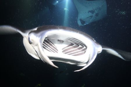 Manta Ray Night Snorkel Tour from Kona