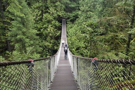 Photography in Rainforest & Suspension Bridge