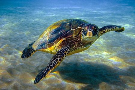 Full day Trip Abu Dabbab Snorkel with Turtles & Lunch - Hurghada