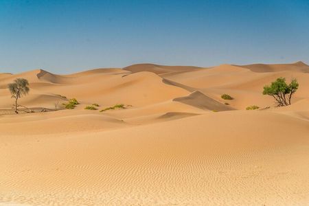 Morning Desert Safari Adventure in Abu Dhabi