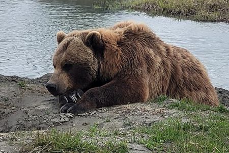 Tour from Anchorage to Alaska Wildlife Center