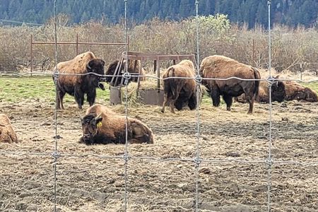 Tour from Anchorage to Alaska Wildlife Center