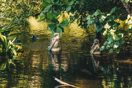 Wildlife Eco Tour on the coast of Oaxaca.