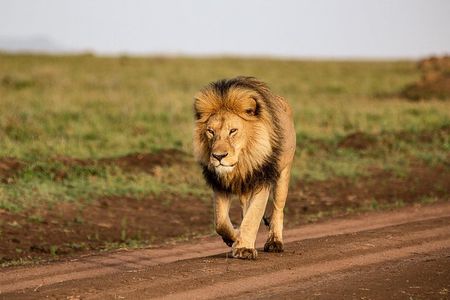 9 Days Great Migration Safaris with Kojuu Safaris Africa-Luxury.