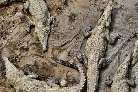 1 hour 45 minutes Crocodile Adventure Tour in Tarcoles River