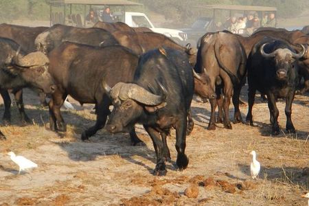 Chobe Day Trip From Livingstone
