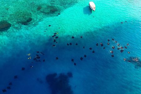 Hanifaru Bay Snorkeling with Whale sharks & Mana Rays