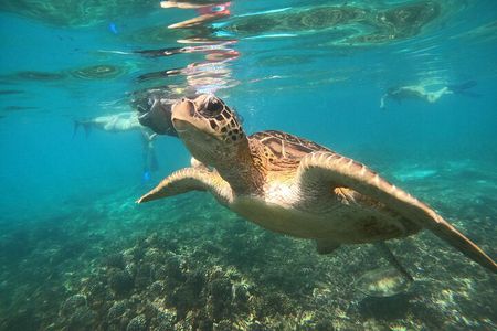 Snorkelling tours to Daymaniyat island 