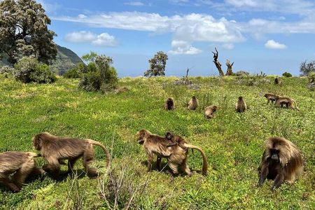 4 Day Trekking Simien Mountains 