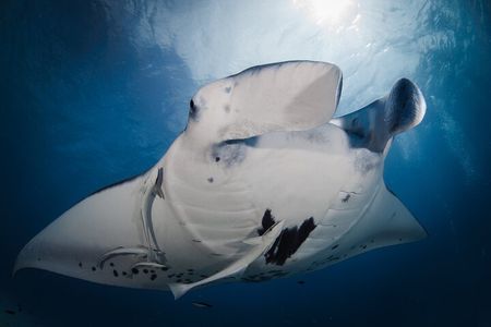 2 Dives in the morning for certified divers in Bora Bora