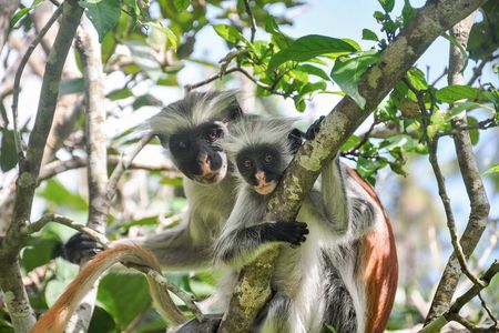 Zanzibar: Jozani Forest, Red colobus, the Rock Restaurant tour