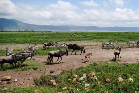 5 day 4 Nights Private Adventure Camping Norther Tanzania Safari 