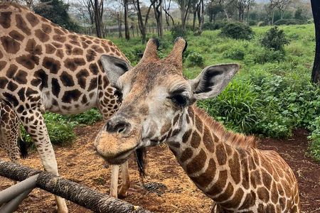 Nairobi National Park, Elephant Orphanage & Giraffe Center tour.