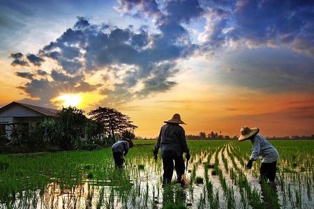 Real Experience of Being a Farmer in the Paddy