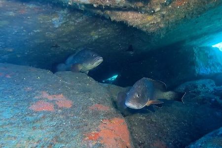 Double dive in the Capo Carbonara Marine Protected Area, for patents.