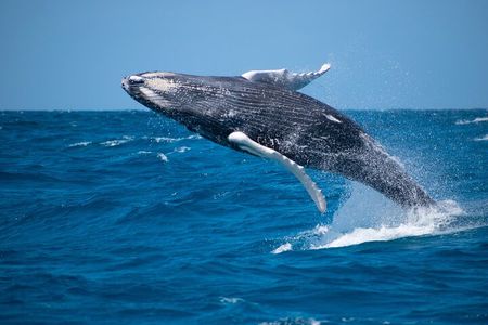 Private Whale Watching Charter (Grand Turk)