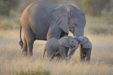 3 Days Nyerere NP [Selous GR] Game, Walking and Boat