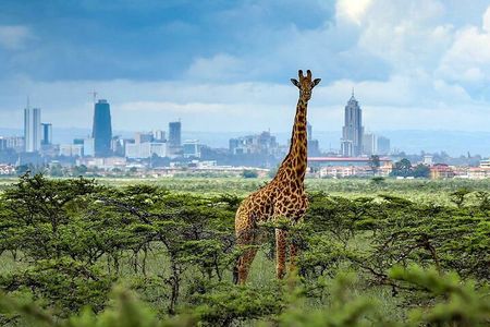 4 Hours group safari to Nairobi National Park Game Drive