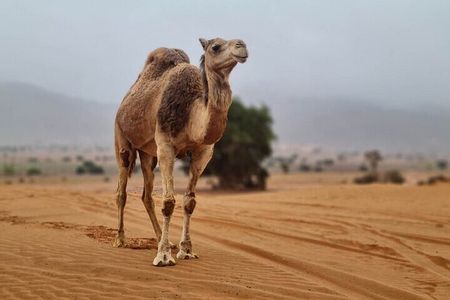 Agadir Jeep Safari Desert Day Trip including Lunch & camel ride 