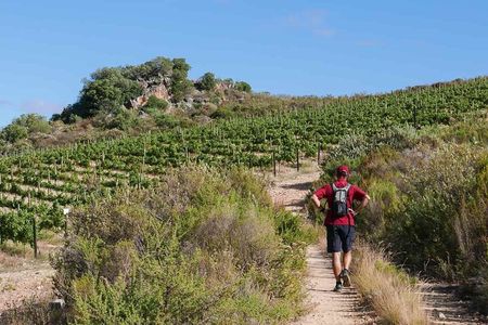 Full-Day Cape Winelands Tour
